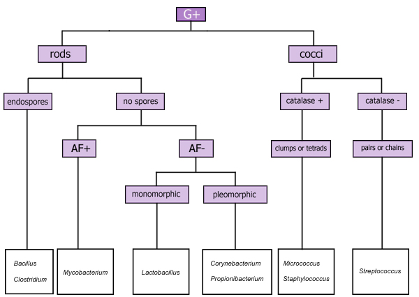 Gram Negative Cocci Flow Chart 0580