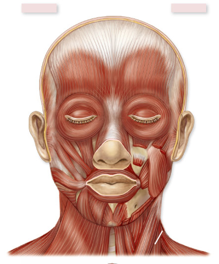 The Muscular System Face 56